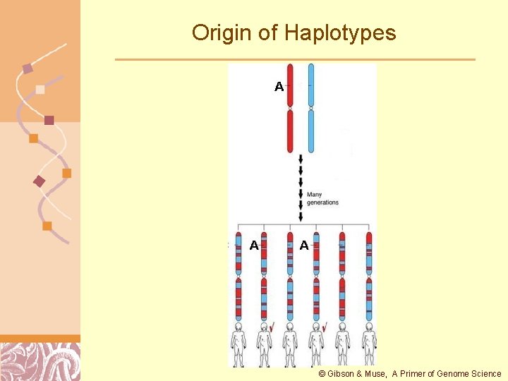 Origin of Haplotypes © Gibson & Muse, A Primer of Genome Science Doug Brutlag