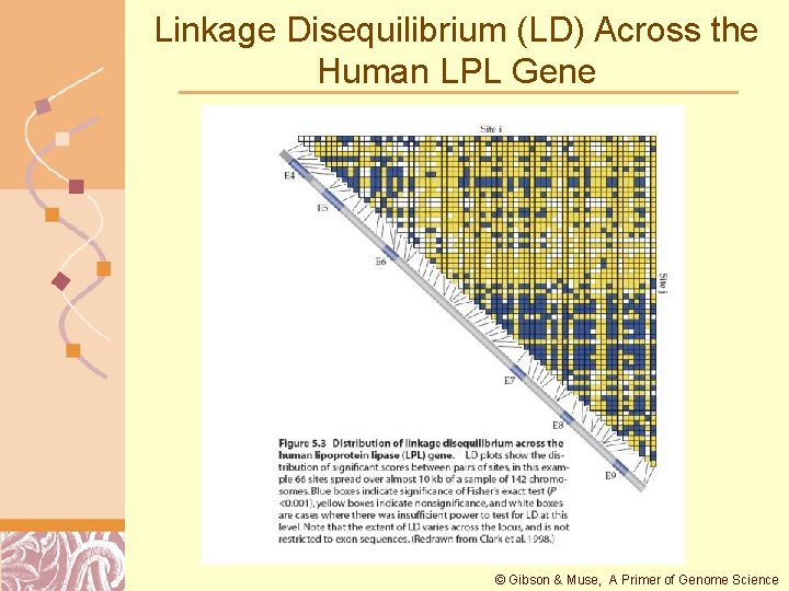 Linkage Disequilibrium (LD) Across the Human LPL Gene © Gibson & Muse, A Primer