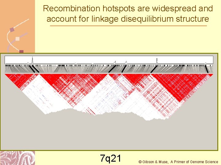 Recombination hotspots are widespread and account for linkage disequilibrium structure 7 q 21 ©