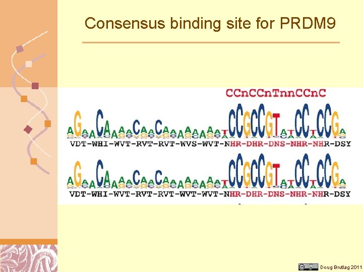 Consensus binding site for PRDM 9 Doug Brutlag 2011 