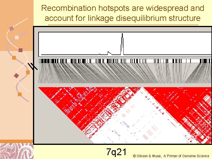 Recombination hotspots are widespread and account for linkage disequilibrium structure 7 q 21 ©