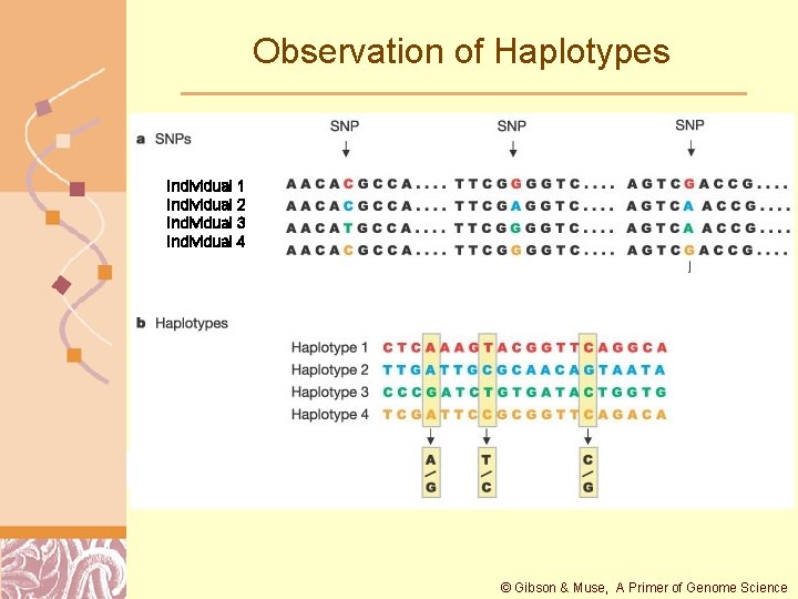 Observation of Haplotypes Individual 1 Individual 2 Individual 3 Individual 4 © Gibson &