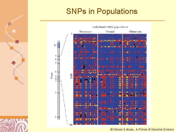 SNPs in Populations © Gibson & Muse, A Primer of Genome Science Doug Brutlag