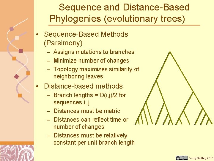 Sequence and Distance-Based Phylogenies (evolutionary trees) • Sequence-Based Methods (Parsimony) – Assigns mutations to