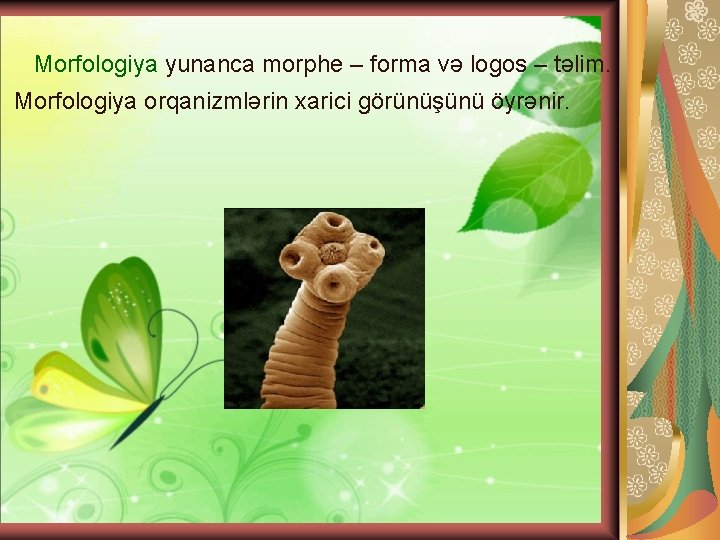 Morfologiya yunanca morphe – forma və logos – təlim. Morfologiya orqanizmlərin xarici görünüşünü öyrənir.