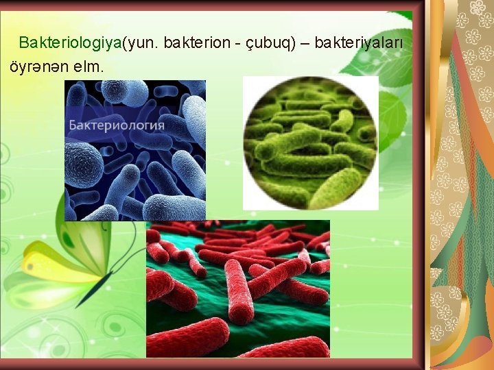 Bakteriologiya(yun. bakterion - çubuq) – bakteriyaları öyrənən elm. 