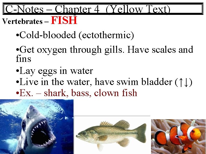 C-Notes – Chapter 4 (Yellow Text) Vertebrates – FISH • Cold-blooded (ectothermic) • Get