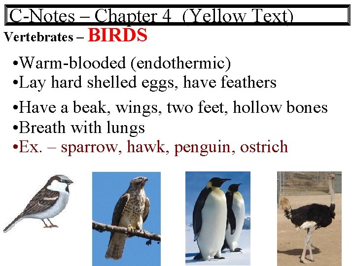 C-Notes – Chapter 4 (Yellow Text) Vertebrates – BIRDS • Warm-blooded (endothermic) • Lay