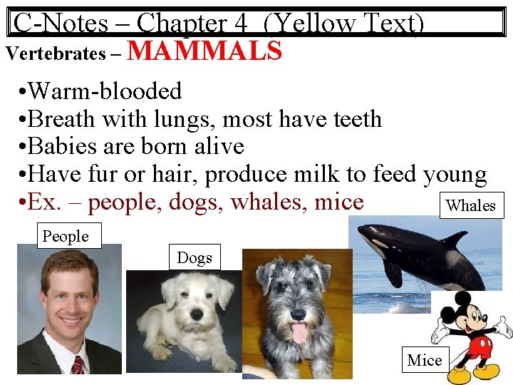 C-Notes – Chapter 4 (Yellow Text) Vertebrates – MAMMALS • Warm-blooded • Breath with