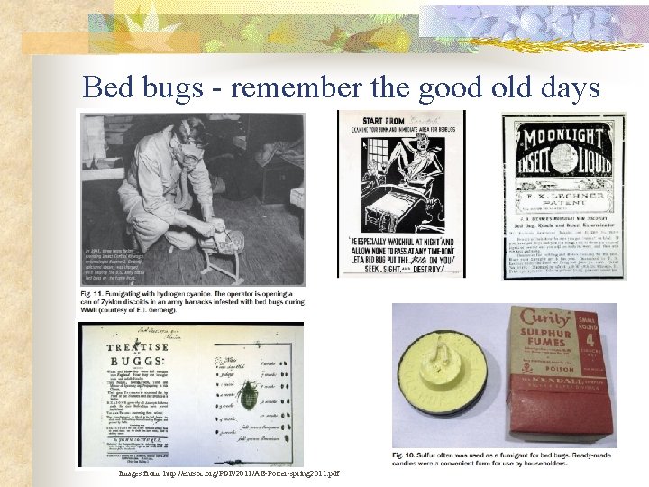 Bed bugs - remember the good old days Images from http: //entsoc. org/PDF/2011/AE-Potter-spring 2011.