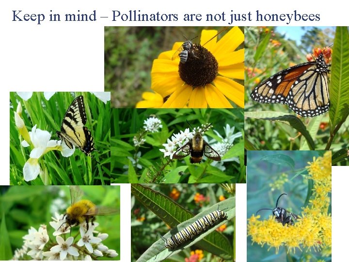 Keep in mind – Pollinators are not just honeybees 