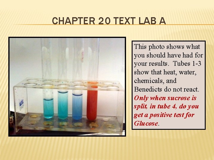 CHAPTER 20 TEXT LAB A This photo shows what you should have had for