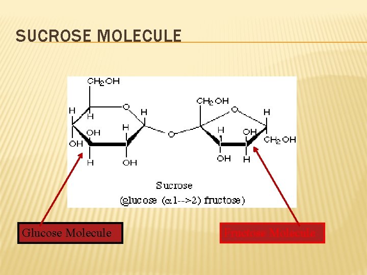 SUCROSE MOLECULE Glucose Molecule Fructose Molecule 