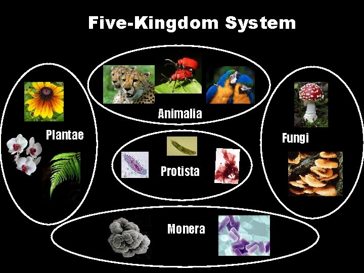 Five-Kingdom System Animalia Plantae Fungi Protista Monera 