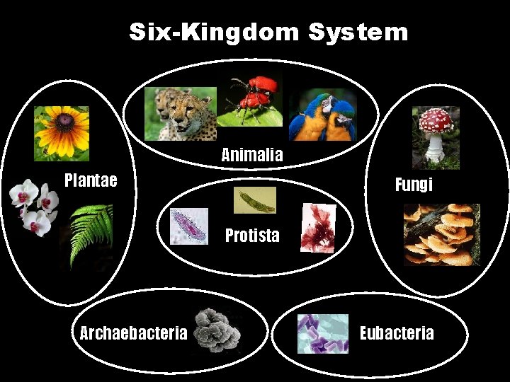 Six-Kingdom System Animalia Plantae Fungi Protista Archaebacteria Eubacteria 