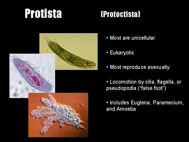 Protista (Protoctista) • Most are unicellular • Eukaryotic • Most reproduce asexually • Locomotion