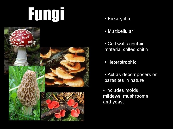 Fungi • Eukaryotic • Multicellular • Cell walls contain material called chitin • Heterotrophic