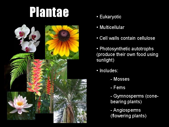 Plantae • Eukaryotic • Multicellular • Cell walls contain cellulose • Photosynthetic autotrophs (produce