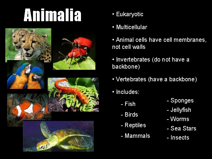Animalia • Eukaryotic • Multicellular • Animal cells have cell membranes, not cell walls