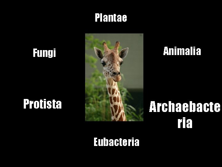 Plantae Fungi Animalia Protista Archaebacte ria Eubacteria 