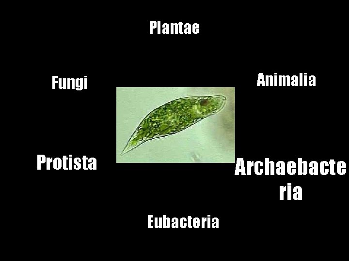 Plantae Fungi Animalia Protista Archaebacte ria Eubacteria 