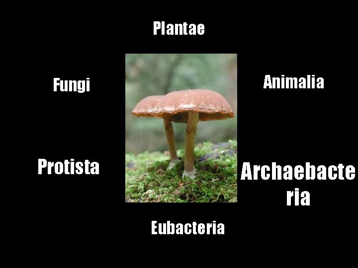 Plantae Fungi Animalia Protista Archaebacte ria Eubacteria 