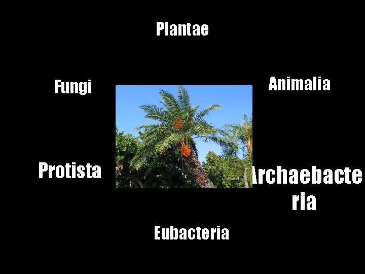 Plantae Fungi Animalia Protista Archaebacte ria Eubacteria 