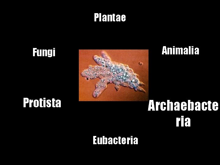 Plantae Fungi Animalia Protista Archaebacte ria Eubacteria 