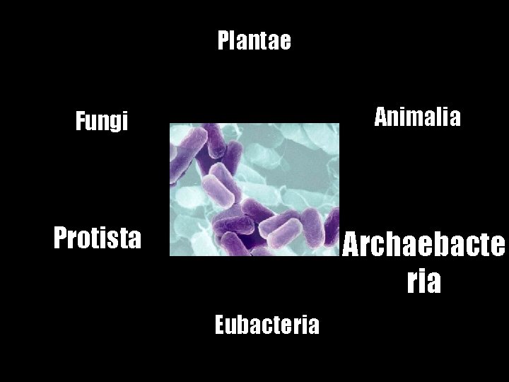 Plantae Fungi Animalia Protista Archaebacte ria Eubacteria 