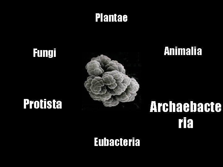 Plantae Fungi Animalia Protista Archaebacte ria Eubacteria 