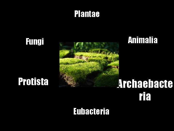 Plantae Fungi Animalia Protista Archaebacte ria Eubacteria 