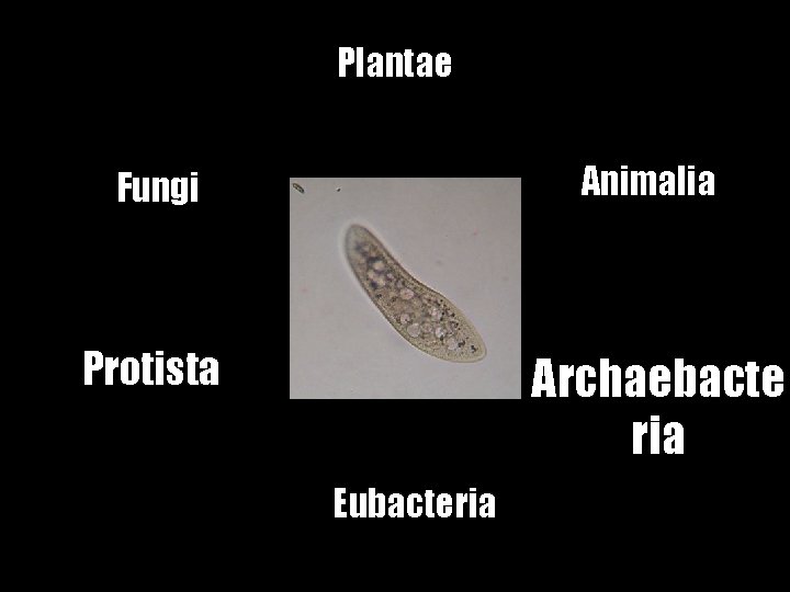 Plantae Fungi Animalia Protista Archaebacte ria Eubacteria 