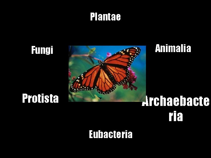Plantae Fungi Animalia Protista Archaebacte ria Eubacteria 