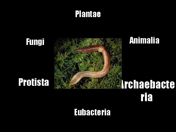 Plantae Fungi Animalia Protista Archaebacte ria Eubacteria 