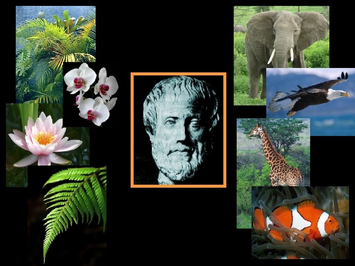 Divided all organisms into 2 kingdoms: Animals and Plants 