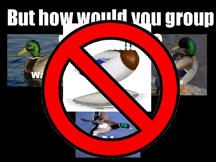 But how would you group this animal? Water Land Air 