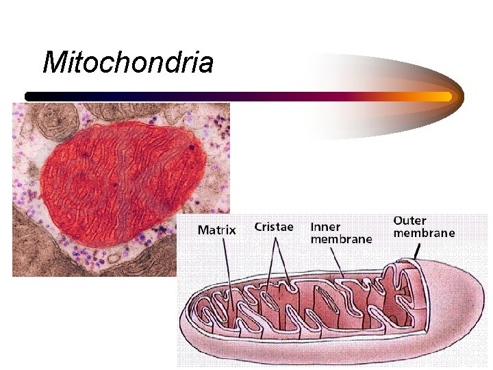 Mitochondria 