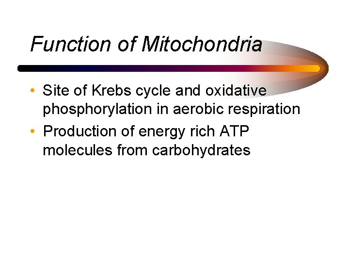 Function of Mitochondria • Site of Krebs cycle and oxidative phosphorylation in aerobic respiration
