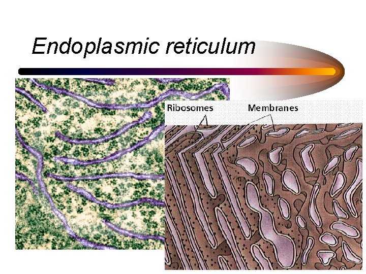 Endoplasmic reticulum 