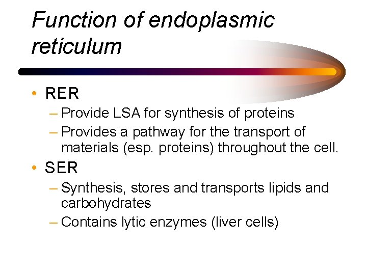 Function of endoplasmic reticulum • RER – Provide LSA for synthesis of proteins –