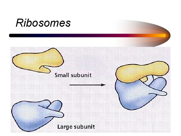 Ribosomes 