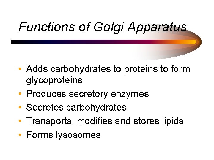 Functions of Golgi Apparatus • Adds carbohydrates to proteins to form glycoproteins • Produces