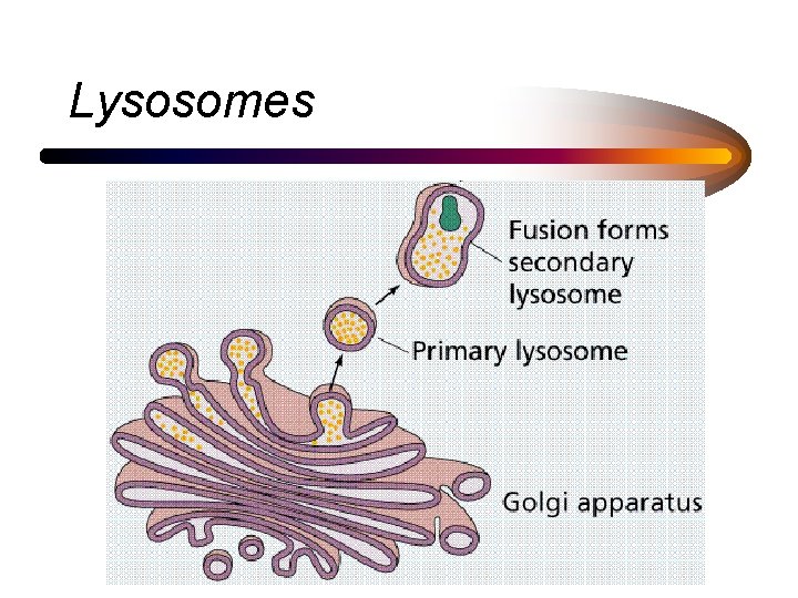Lysosomes 