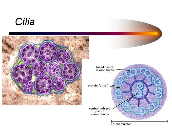 Cilia 