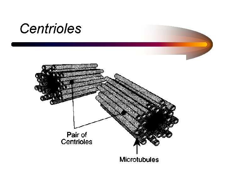 Centrioles 