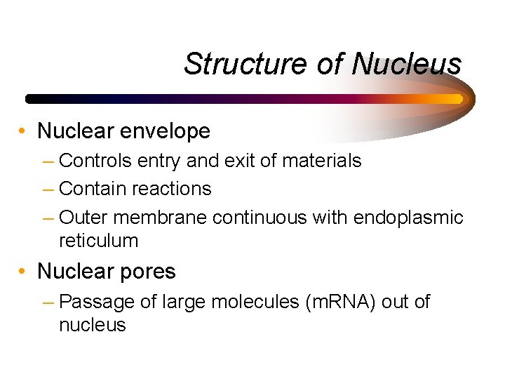 Structure of Nucleus • Nuclear envelope – Controls entry and exit of materials –