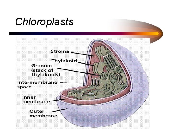 Chloroplasts 
