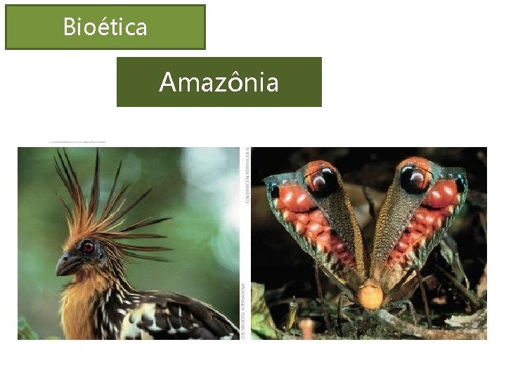 Bioética Amazônia 