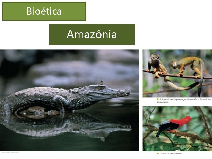Bioética Amazônia 