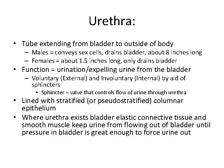 Urethra: • Tube extending from bladder to outside of body – Males = conveys